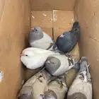 فراخة زاجل وهجين فرنسي طيبات واصل السوم 28 العدد 9 اجواز