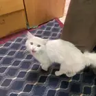 البيع بسه