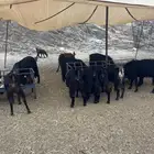 ماعزللبيع عوارض