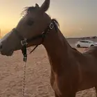 مهره شعبيه شيخه للبيع