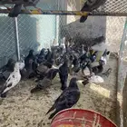 حمام بري