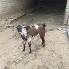 تيس اوشح فحل