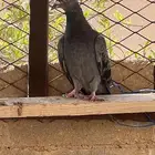 حمام