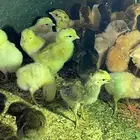 صوص بلدي.