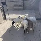بهم