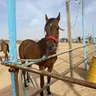 حصان شعبي جميل