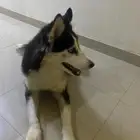 هاسكي للبيع عمره سنه ونص 500