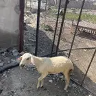 رخله.