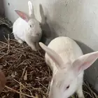 للبيع ارانب فرنسيه