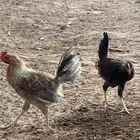 6 ديكه للبيع