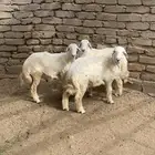 للبيع طليان حريه تربيه خاصه