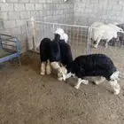 3 رخال وطلي