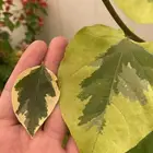 شجرة جهنمية حمراء مبرقشة اخضر غامق واخضر فاتح