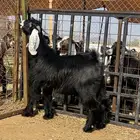 تيس عارضي صنف مشروع فحل