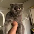 قطة سكوتش فولد