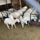 ذبايح
