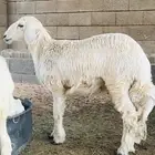 بهم حري