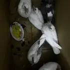 أحراج