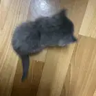 قطط صغيرة للتبني