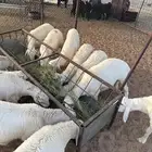 طليان للبيع
