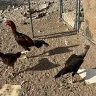 دجاج باكستاني