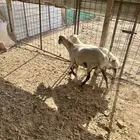 نعجه رفيديه سنها رباع مع بنتها ذبيحه