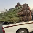 نخيل لبيع