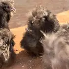 طقم دجاج قطني ملكي اسود صك