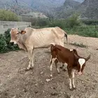 بقرة تحتها ذكر