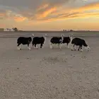 طليان نجد فواخر