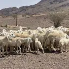 ضان