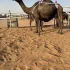 خلفه مجهم