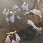 تيوس