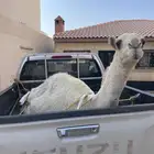 حاشي فل شحم مفرود عمره سنه