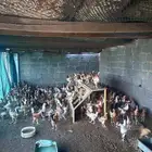 دجاج للبيع على السوم