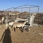 ضان ولد طيبات مراح واحد
