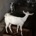 جفار بيشي ثني وجذعه