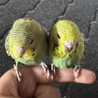 فروخ بادجي