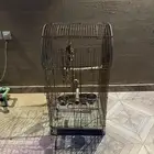 قفص عصور او ببغاء كبير
