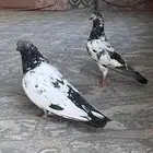 جوز حمام باكستاني مطيار
