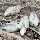 فروخ روز هولنديه ( تم البيع ) .