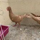 جوز دنش منتج مع طباته