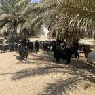 للبيع معزا دفيع شرط