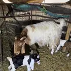 للبيع عنز طيبة بالحيل والد متاومة