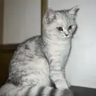 انثى سكوتش ستريت بيور شهرين صحتها ممتازة