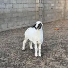 للبيع خروف حري مغلق