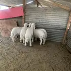 خرفان حري