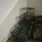 للبيع شبوك حمام والأرانب