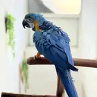 ببغاء مكاو اليف ومتكلم عمر 8 شهور