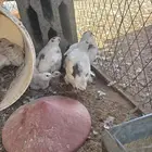 سمان تكساس